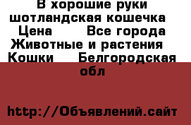 В хорошие руки шотландская кошечка › Цена ­ 7 - Все города Животные и растения » Кошки   . Белгородская обл.